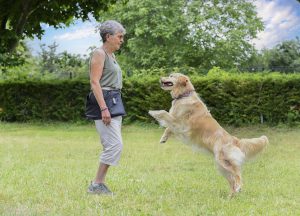 Woman standing in front of a leaping golden retriever.