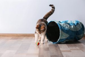 Calico cat playing with a small ball next to a tunnel toy for cats.