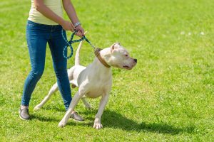 A woman wearing jeans and a yellow shirt hold a large white dog on a leash as it pulls forward, straining against the leash.