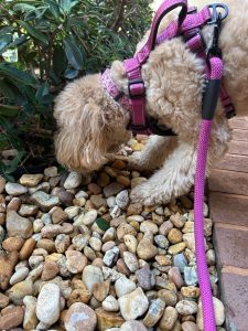 Poodle mix wearing a purple harness and leash, standing on pebbles, sniffing plants.
