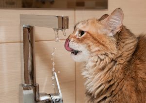 Tabby cat drinking from kitchen faucet.