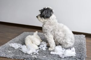 White dog with balck ears sitting on a grey dog bed surrounded by a detroyed dog toy.