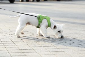 White puppy in a bright green harness sniffing a driveway.