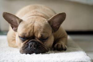 Brown French bulldog sleeping on a mat.