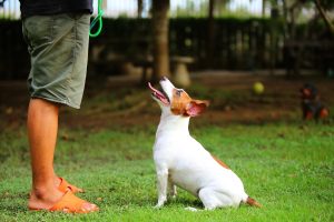 Jack Russell Terrier sitting in front of their owner looking up.