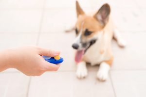 person holding a clicker with a corgi puppy in the background.