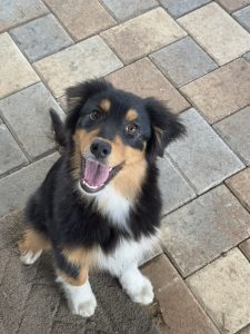 Black tri Australian Shepherd puppy sitting on pavers, looking at the camera with mouth open.