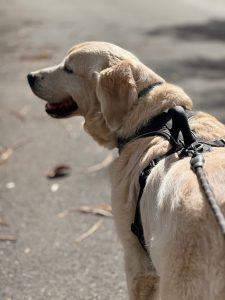 Golden Retriever wearing a black harness facing away from the camera looing to the left.
