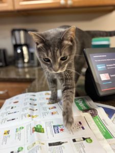 Grey tabby cat walking on newspapers on a kitchen counter.