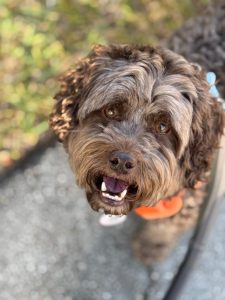 Brown dog with a curly coat looking at camera.