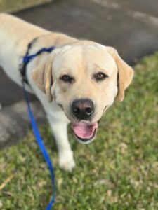 Yellow Labrador retriever  on green grass, wearing a blue harness and leash, looking at the camera