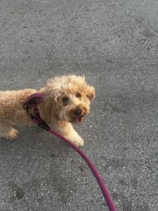 Apricot goldendoodle walking on a loose leash wearing a burgundy colored harness and looking up at the camera. 