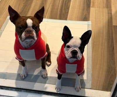 2 dogs wearing sweaters.
