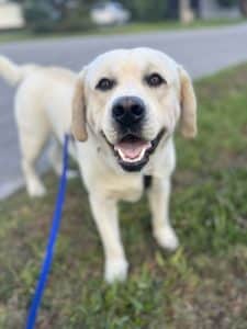 Yellow Labrador Retriever looking at the camera with a relaxed face.