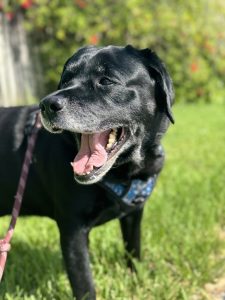 Black Labrador Retriever panting. Wearing a blue harness with a multi-colored leash. Facing the camera looking to his right.