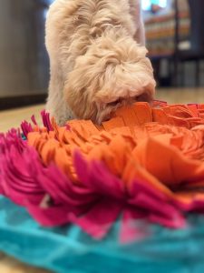 Cream colored dog using a multicolored snuffle mat.