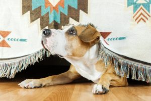 Brown and white dog under bed sticking its head out and looking up and to the left.