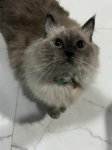 Himalayan cat looking up. 