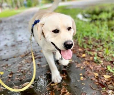 Yellow labrador retreiver going for a walk.