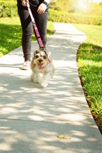 Miniature Schnauzer wearing a pink harness and leash walking towards camera with dog walker walking behind them.