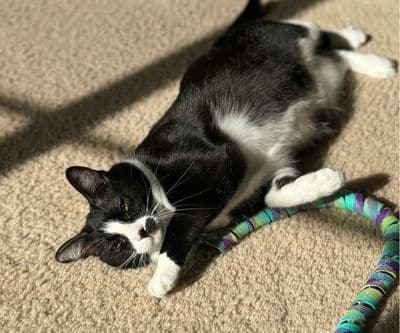 black and white cat lying on the floor