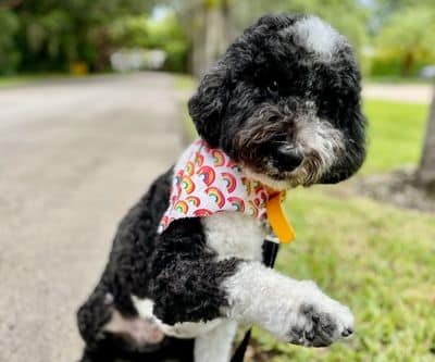 black and white doodle dog