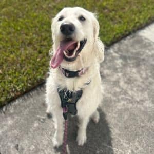 dog sitting on command dog trained to sit on command.