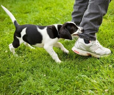 puppy chewing pant leg.