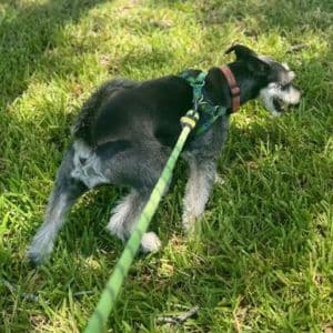 schnauzer pulling on leash schnauzer pulling on leash.