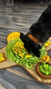 dog playing enrichment game indoors during summer