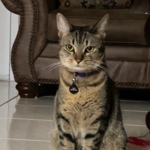 tabby cat tabby cat.