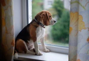 Lonely dog looking out the window