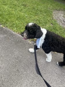 Black and white Portuguese water dog wearing a blue bandanna and a black leash walking on the street