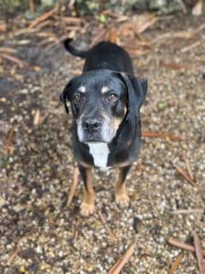 Large black and tan dog standing on mulch looking at the camera.