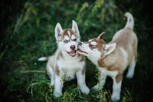Two red huskies with blue eyes playing.