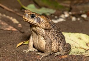 A cane toad sitting on brown dirt and leaves.