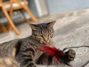 Tabby cat lying on a stone patio, playing with a red feather toy.