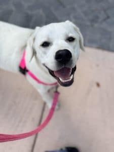 Happy white labrador retriever, wearing a hot pink harness and leash, looking at the camera.
