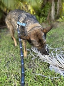 German Shepherd sniffing a palm frond wearing a black and clue harness and leash.
