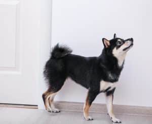 Black tri colored Shiba Inu standing next to white wall and white door.