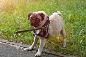 Pug dog wearing a harness and refusing to walk.