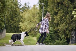 Person in plaid shirt, jeans and sneakers pulling a large black and white dog who is pulling back, not wanting to walk.
