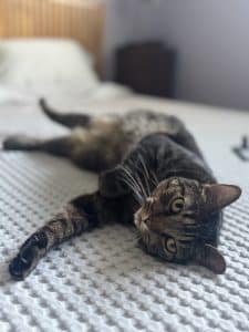 Tabby cat lying stretched out on a bed looking at the camera.
