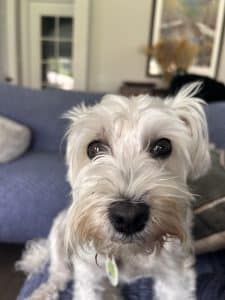Close up of a white scruffy dog looking at the camera