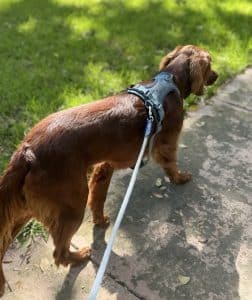 Dog trainer in Palmetto Bay teaching loose-leash walking