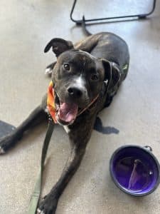 Large brindle dog with white markings, wearing an orange bandana, lying on a floor with a purple collapsible water bowl next to him.
