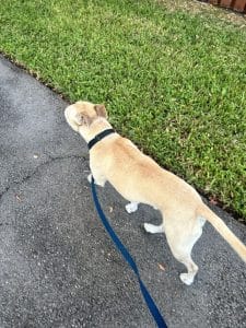 Tan mixed breed dog walking on a sidewalk nest to a grassy area.