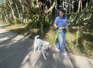 Dog walker wearing a light blue t-shirt walking a white labrador.