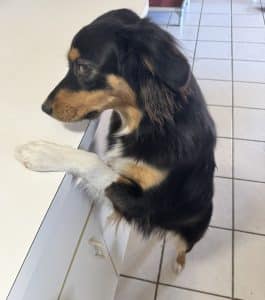 Black-tri Australian Shepherd with front paw on white kitchen counter. 