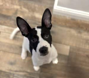 White puppy with black markings giving attention during a training session.